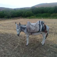 خری جوان خره گله