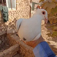 کفتر|پرنده|اشکذر, |دیوار