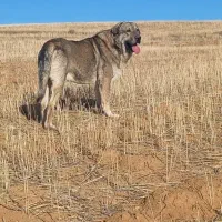 سگ پژدر4ساله