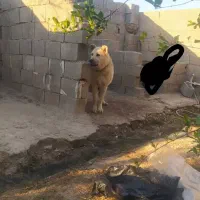 واگذاری سگ سرابی