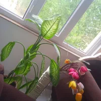 گل بزرگ