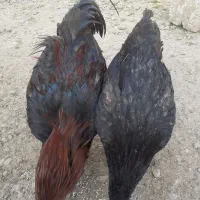 خروس و مرغ|حیوانات مزرعه|رشت, جانبازان|دیوار