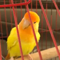 کوتوله برزیلی|پرنده|قشم, |دیوار