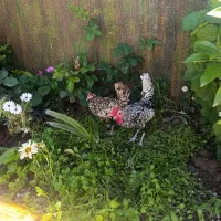 مرغ سیبرایت