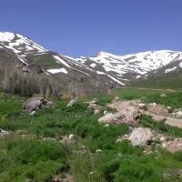 علف خشک ترچک نرمه