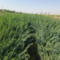 نهال فروشی|خدمات باغبانی و درختکاری|حمیدیه, |دیوار