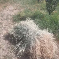 علوفه دامی (آوارا)