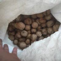 گردو کاغذی درجه یک