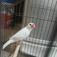 فروش