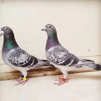 استعلام کبوتر پیگو مسابقه ایی و مسافتی