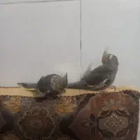 یک جفت جوجه عروس هلندی رام و دستی