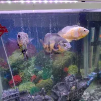 اکواریوم با کل وسایل و ماهی بزرگ