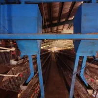 اجاره مرغداری تخم گذار85هزاری باپروانه ومجوزممیزی|اجارهٔ دفتر صنعتی، کشاورزی، تجاری|تیران, |دیوار