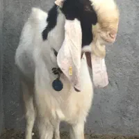 بزغاله نرتکه اصلپاکستانی استثنایی(میش بره گوسفند)|حیوانات مزرعه|جعفرآباد, |دیوار