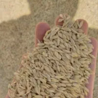 جو محلی