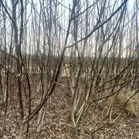 **نهالستان مرکزی زنجان**فروش نهال درشت و زود بارده