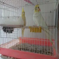 عروس هلندی مولد