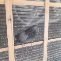 نر سبز اصفهانی اصل اصل