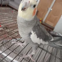 پرنده زینتی