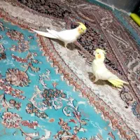 یک جفت عروس هلندی لوتینو مولد|پرنده|مشهد, گلبرگ شمالی|دیوار