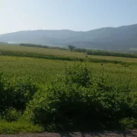 زمین-کشاورزی-جهت-کشت-زعفران