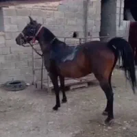 مادیون ترکی