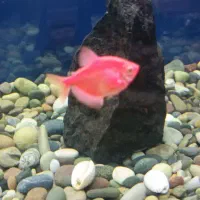 ماهی و ملزومات دکور اکواریوم|ماهی|کرج, آق تپه|دیوار