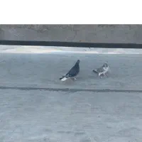 فروش 5 عدد کبوتر نرو ماده|پرنده|محلات, |دیوار