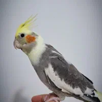 عروس هلندی|پرنده|شیراز, شهرک ترکان|دیوار