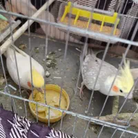 عروس هلندی با جوجه