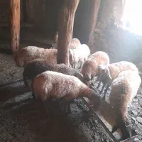 تعداد ۹راس کاور(شیشگ)