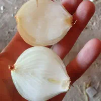 پیاز زرد خوش رنگ|خوردنی و آشامیدنی|داران, |دیوار