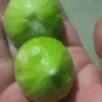 درخت انجیر