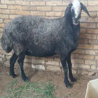 میش شال