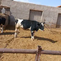 یک راس تلیسه هلشتاین اصیل گاوداری