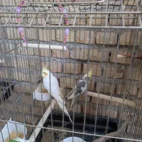 عروس هلندی مولد