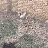 مرغ گلین|حیوانات مزرعه|چهاردولی, |دیوار