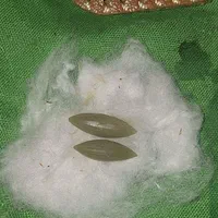 سلام فروش انگشتر ونوشتن دعا تضمینی|بدلیجات|آبادان, |دیوار