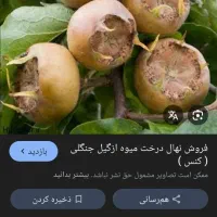 ازگیل وپرتقال شما را به قیمت مناسب خریداریم