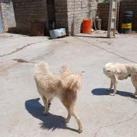 سگ نر سرابی