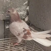 کبوتر گمشده