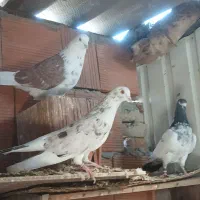 کبوتر پرشی آس