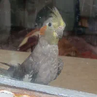 گمشده|حیوانات|بجنورد, |دیوار