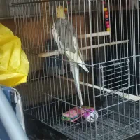 عروس هلندی|پرنده|فرخ‌شهر, |دیوار