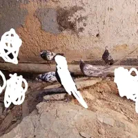 دو جفت شیخ پرشی با یه عدد دورگه