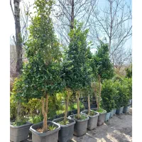 نهال،کاج،شمشاد،رز،یاس هلندی پردیس جاجرود و لواسان