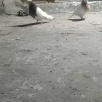 سلام یه جفت طوقی ن هفرنگ ماده زرد معاوضه باشازده