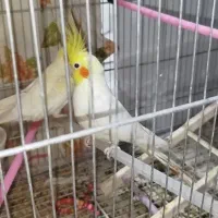 جفت عروس هلندی