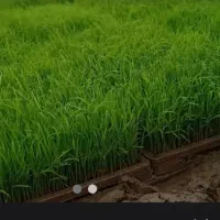 توم صدری باکسی