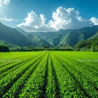 استخدام کارگر بلوچ